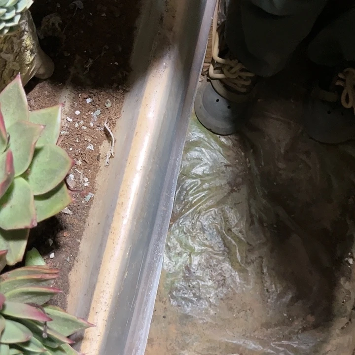 多肉植物单头月亮石18