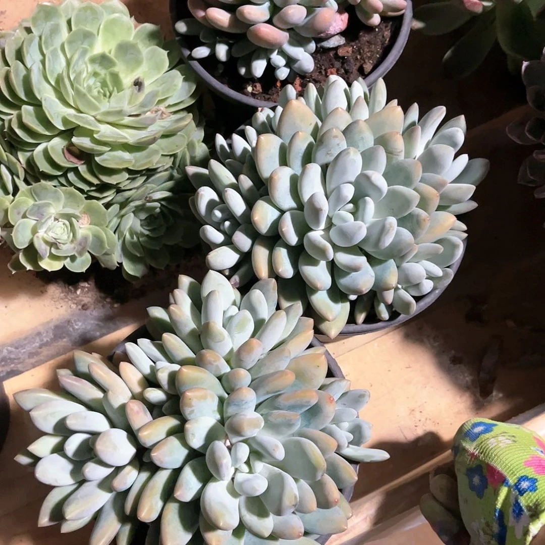 多肉植物自然群香水20