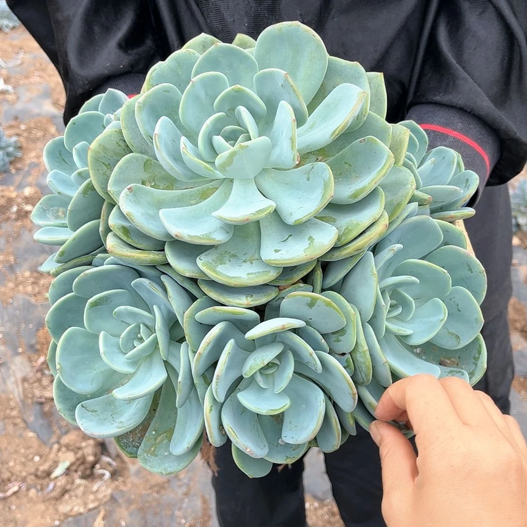 多肉植物白月光18.88