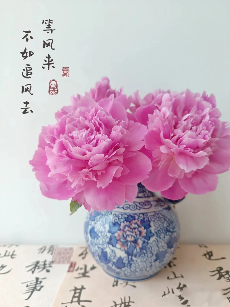 凌花晨浴～国产稀有芍药品种 粉蓝色大花 浓香型 长势强