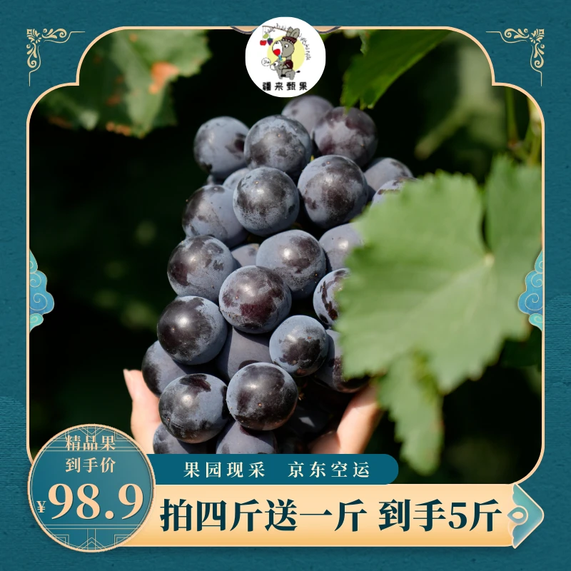 新疆夏黑无籽蓝莓葡萄买4斤送1斤清爽脆口京东空运新疆原产地现发