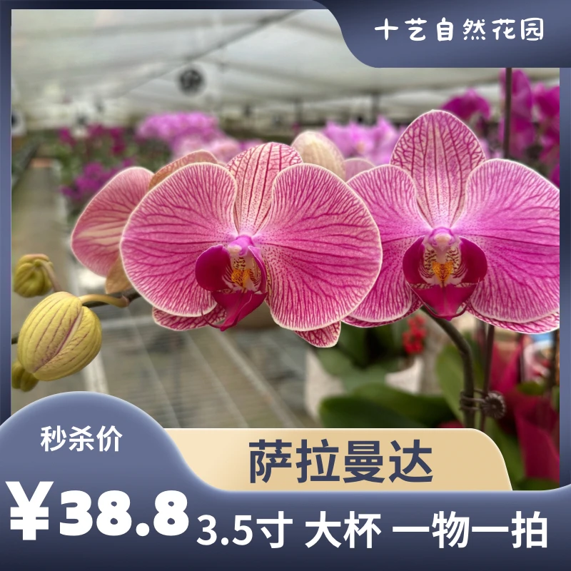 【萨拉曼达】十艺自然花园 蝴蝶兰花卉 适合新手