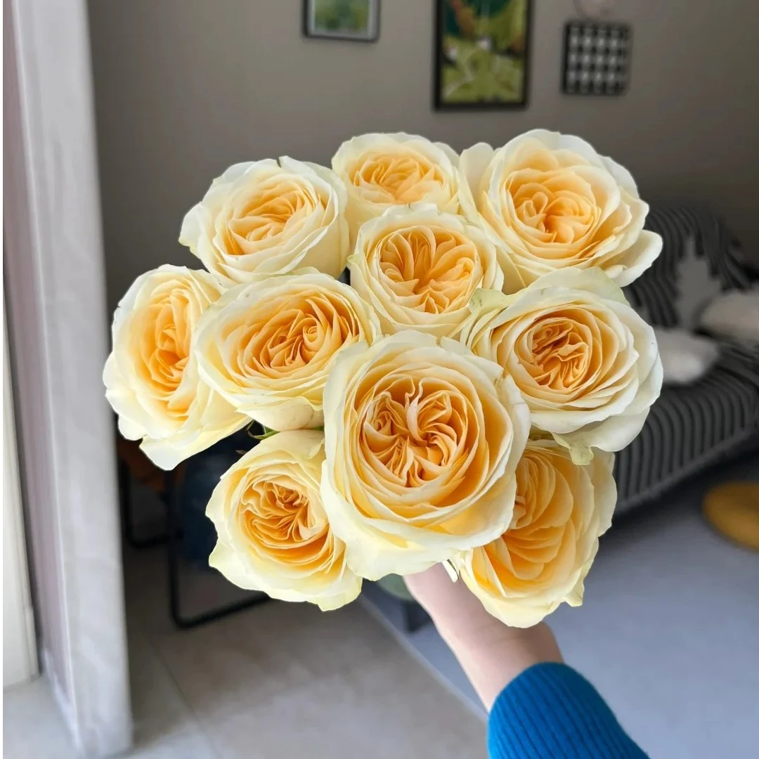【松原鲜花直送】奶油杯玫瑰 10支
