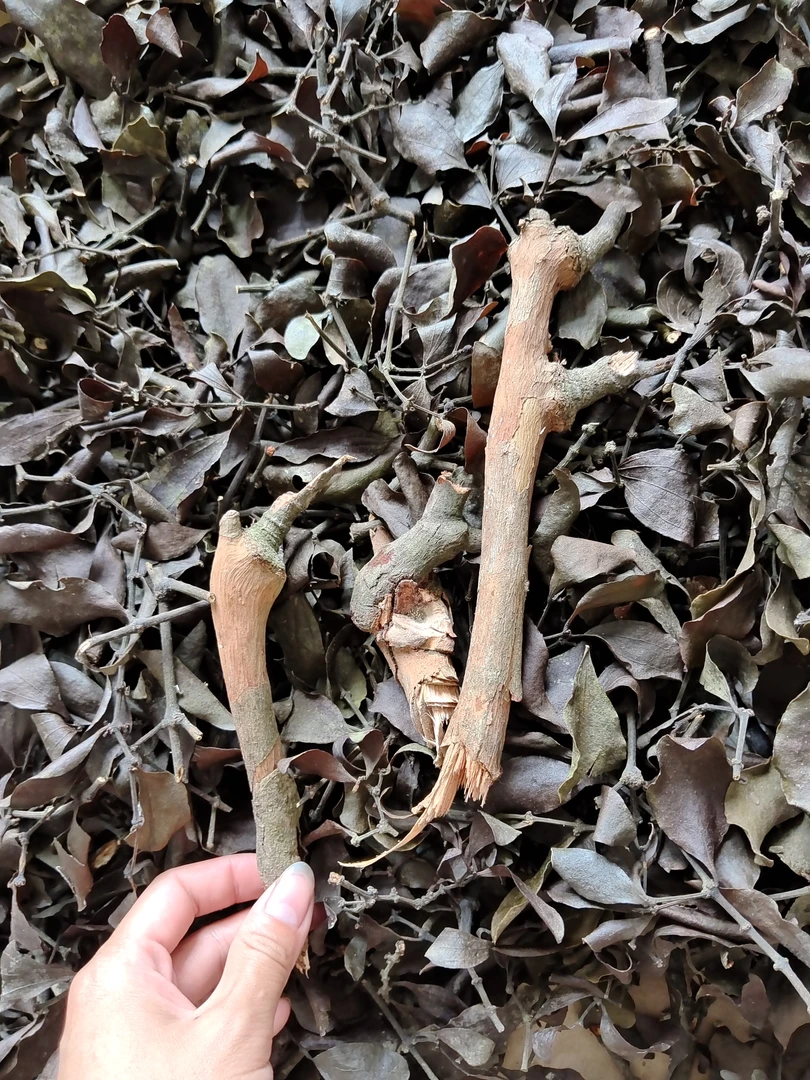 野生深山黄芽树寄生茶