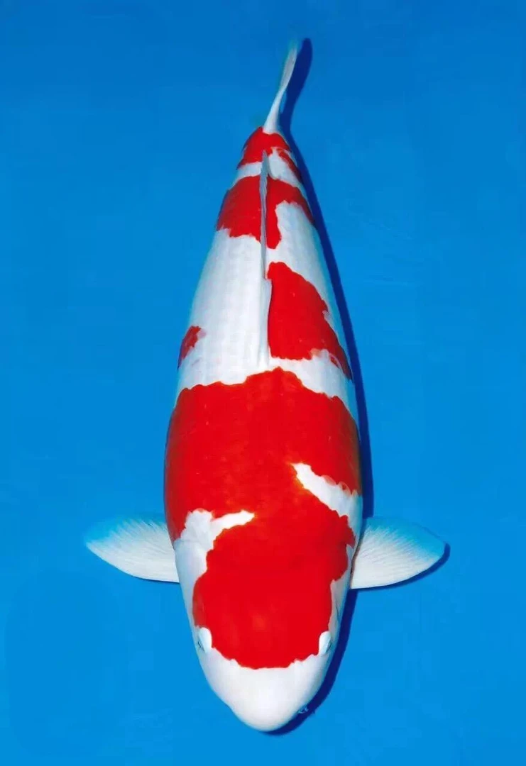 【和盛】红白锦鲤，活体锦鲤红白大正昭和丹顶绯写观赏鱼截图发货