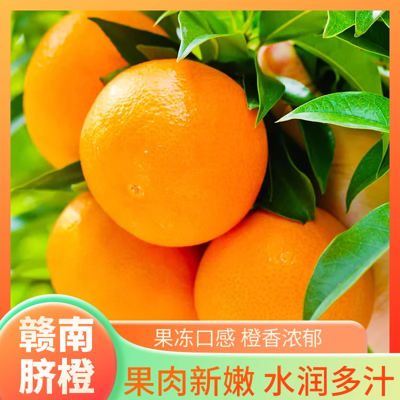 江西赣州寻乌赣南脐橙自家果园采摘现摘现发