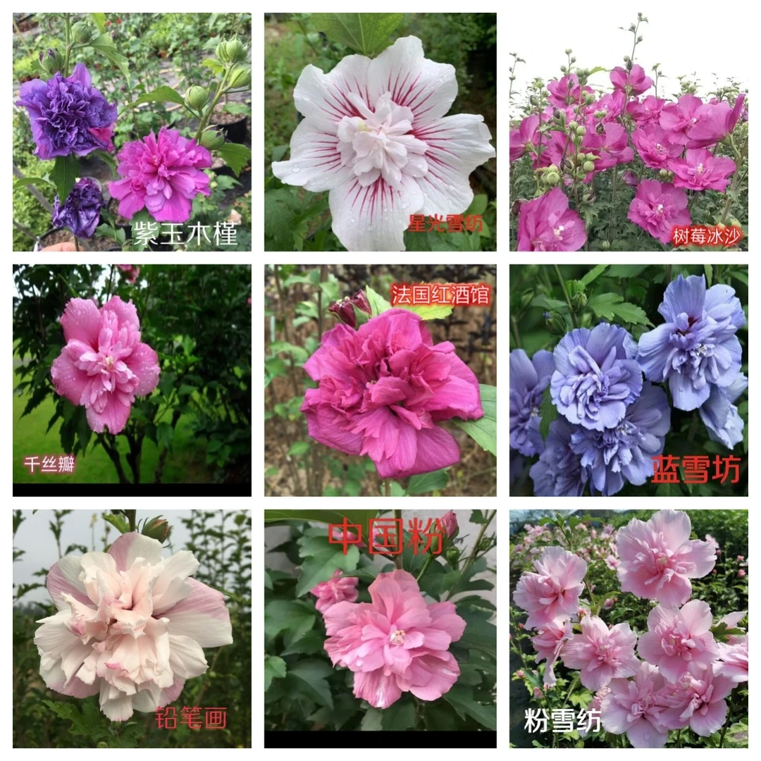 木槿花棒棒糖单色重瓣大花当年开花盆栽地栽绿化庭院植物阳台观花