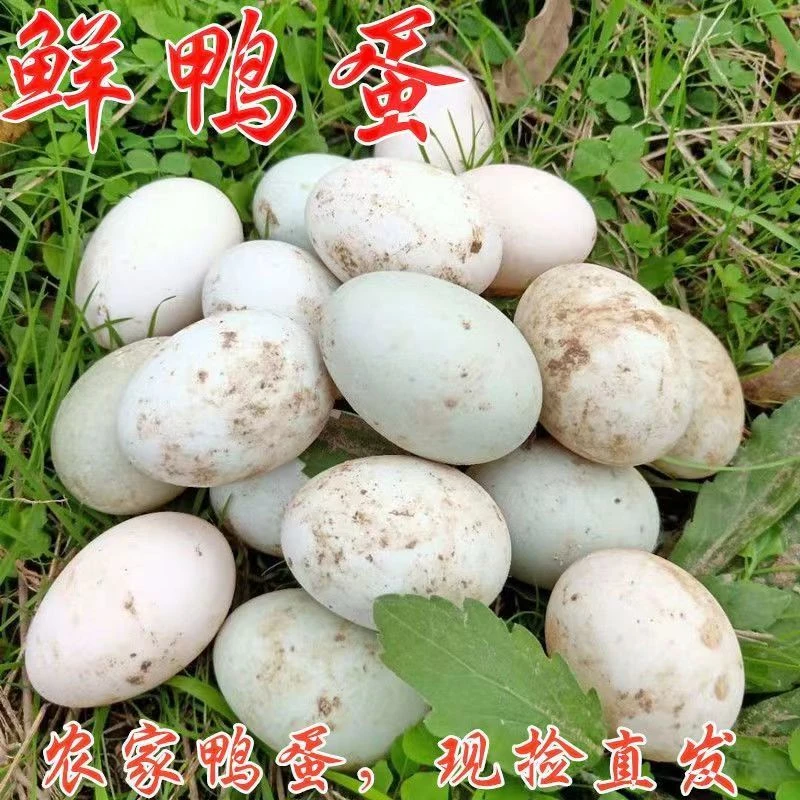 农家散养新鲜鸭蛋生鸭蛋土鸭蛋批发农家湖里放养现发现捡