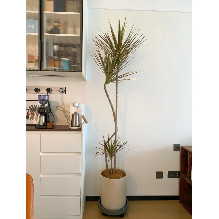 七彩千年木变色多彩盆栽北欧客厅阳台书房好养室内中大型绿植美观