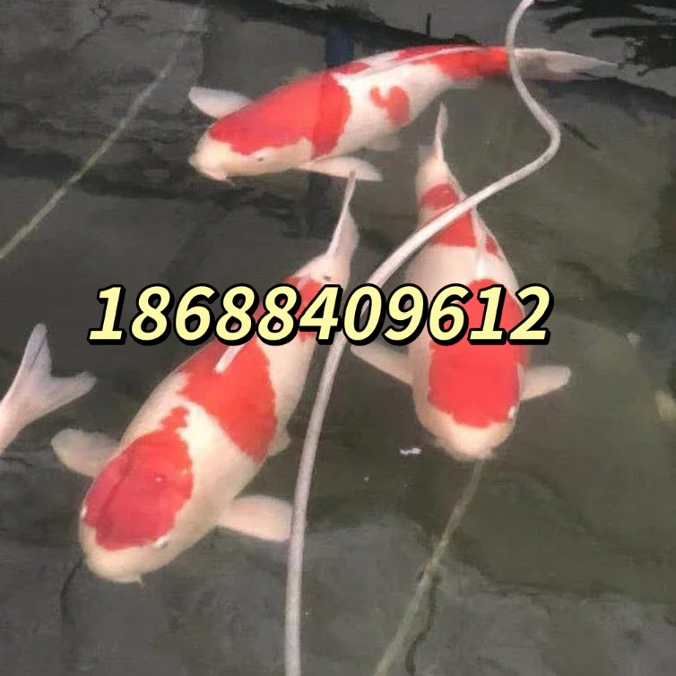 33公分左右精品红白锦鲤观赏鱼