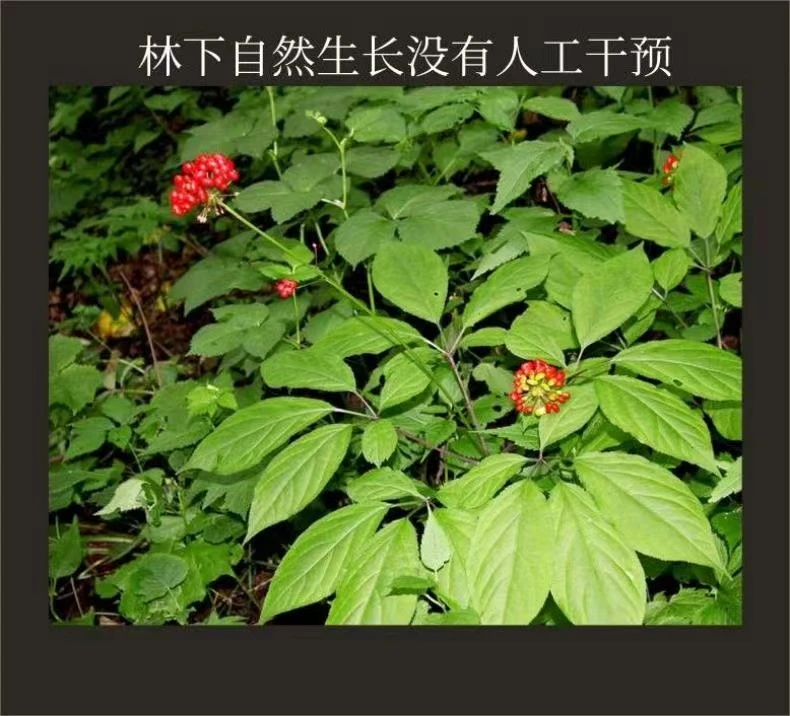 【改价链接】人参 林下参
