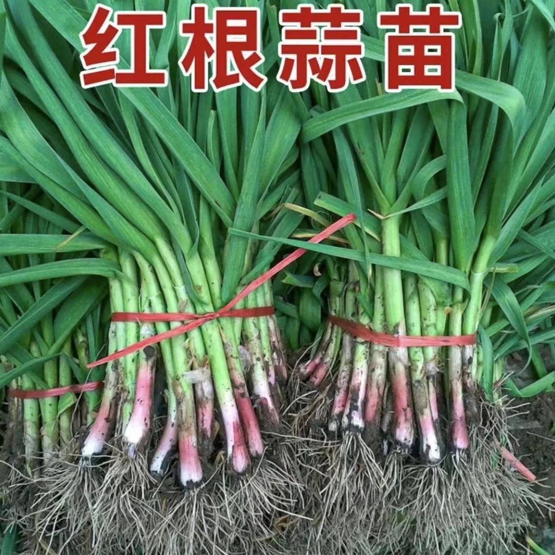 红根蒜苗大蒜苗新鲜农家土蒜苗紫皮红皮新鲜蔬菜农家自种嫩苗