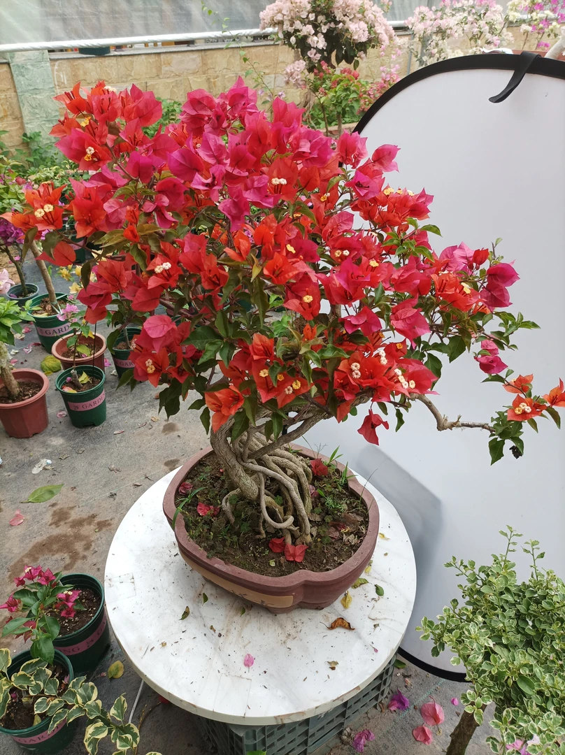 盆景造型三角梅（一物一拍链接）