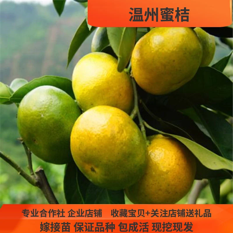 温州蜜橘树苗早熟宫川蜜桔苗湖南嫁接果树苗正宗柑橘苗橘子果树苗