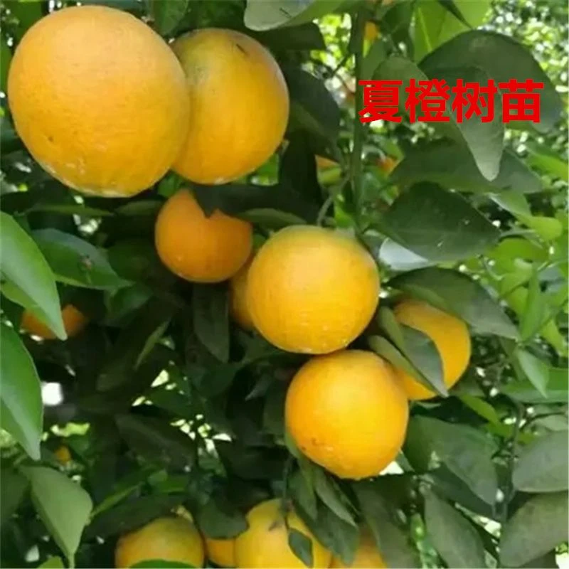 夏橙树苗湖南果树苗嫁接橙子树苗盆栽地栽庭院种植