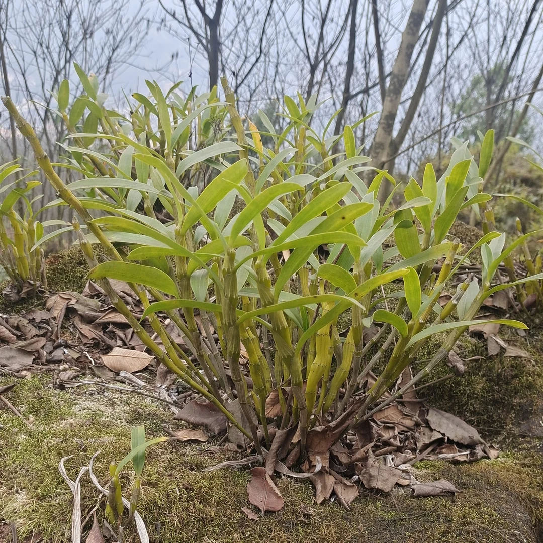 金钗石斛花卉绿植花朵可食用现拔裸苗发货