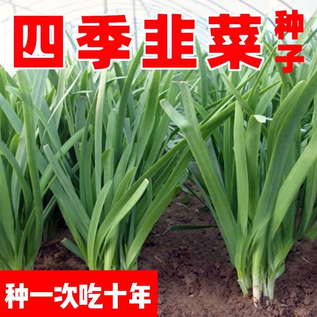 【高产易种】四季白根韭菜子室内外阳台盆栽蔬菜庭院大棚四季种