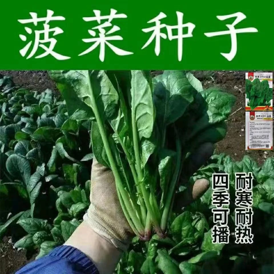 大叶菠菜种子耐热夏季种籽菠菜种籽春秋冬四季农家蔬菜菠菜籽种孑