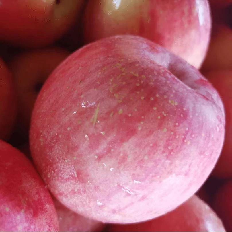 当季新鲜水果红富士5斤当季水果苹果香甜可口肉厚多汁电商盒发货