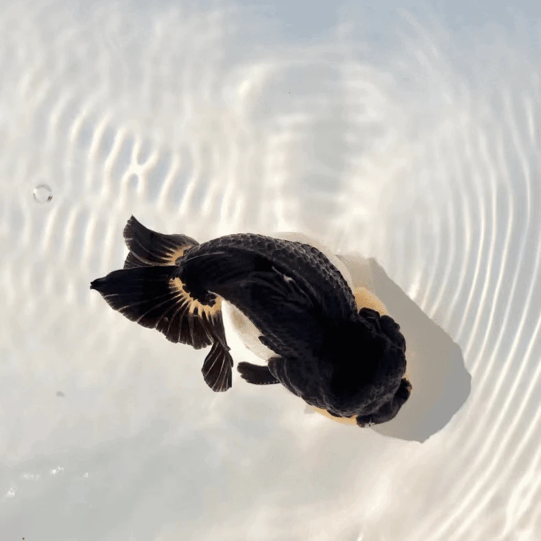 进口玛丽（拍前与主播沟通好，包活到手，售出概不退换）有增艳灯效果