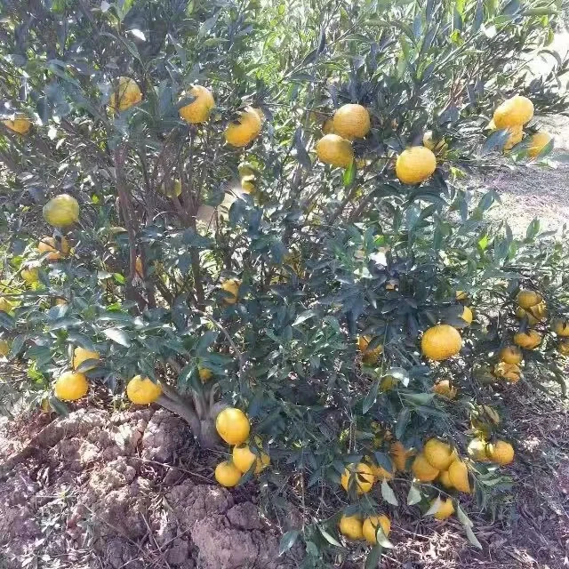 2025年新会南坦狗腩冬后皮新会陈皮