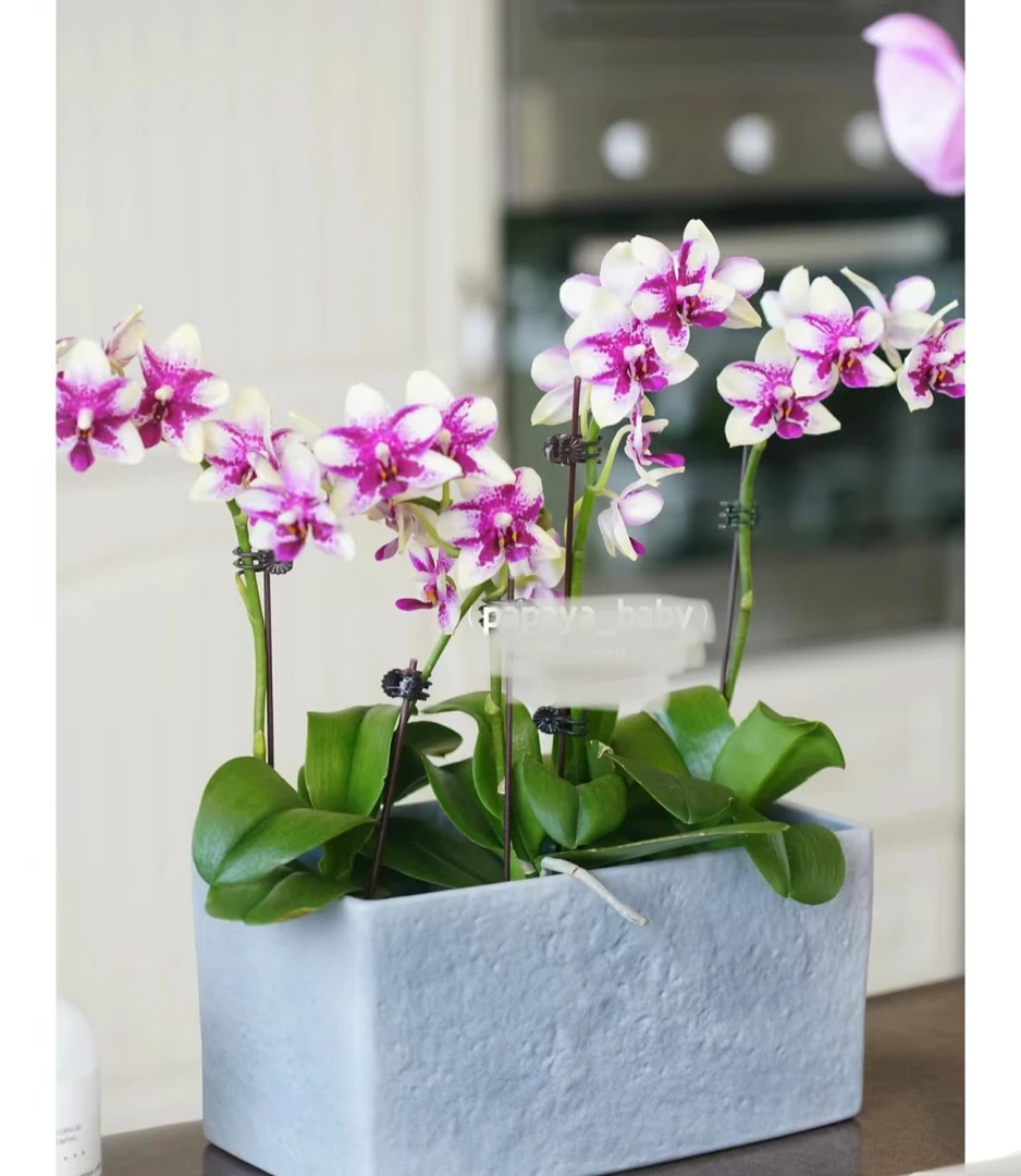 紫钻蝴蝶兰3.0寸杯，腊质花花期长，带香味