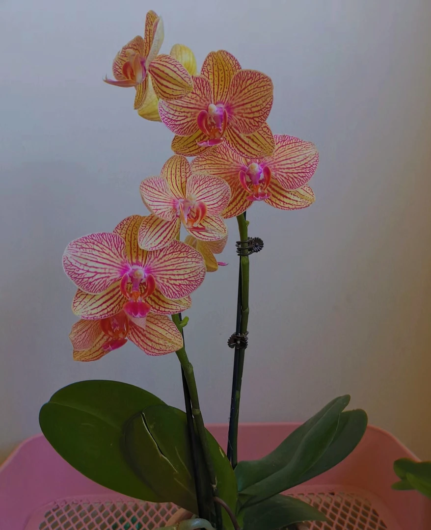 黄金甲蝴蝶兰（没花剑）3.5寸杯线条中大花