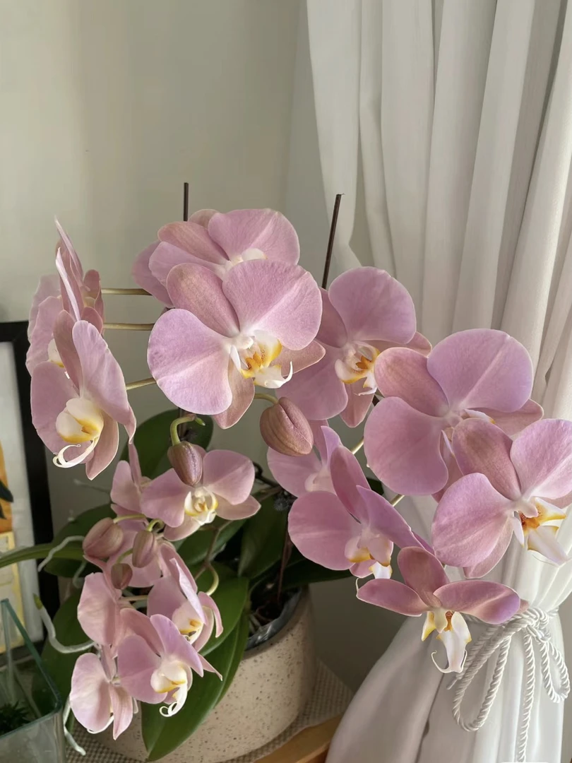 帕多瓦蝴蝶兰3.5寸杯(没花剑)