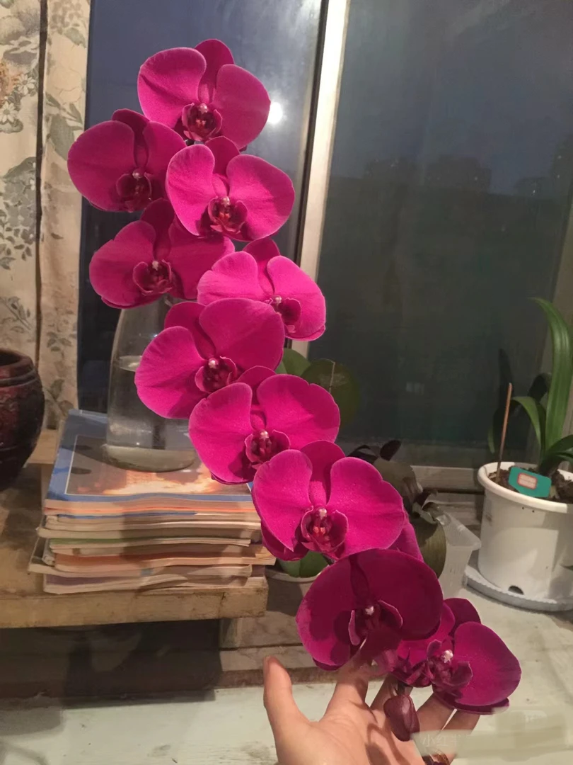 红杉蝴蝶兰3.5寸杯(没花剑)爆根中国红色系大花