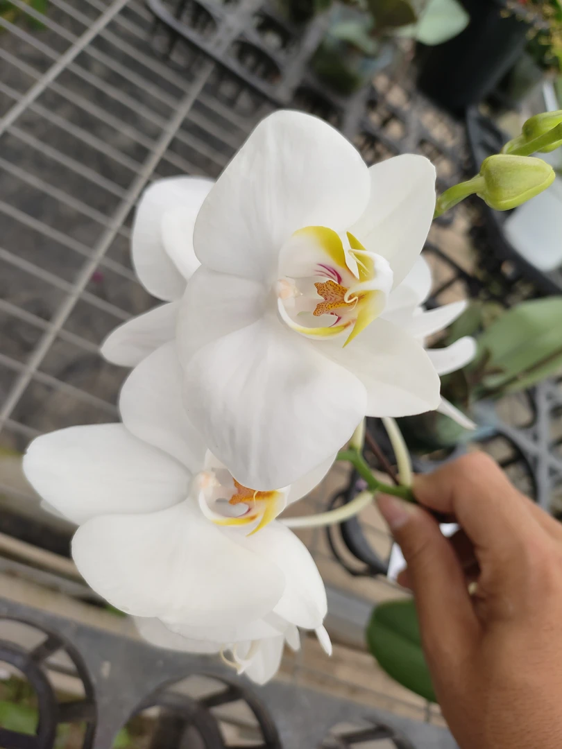 阿玛蝴蝶兰3.5寸杯（刚出梗）白色中花爆根新手必入好养