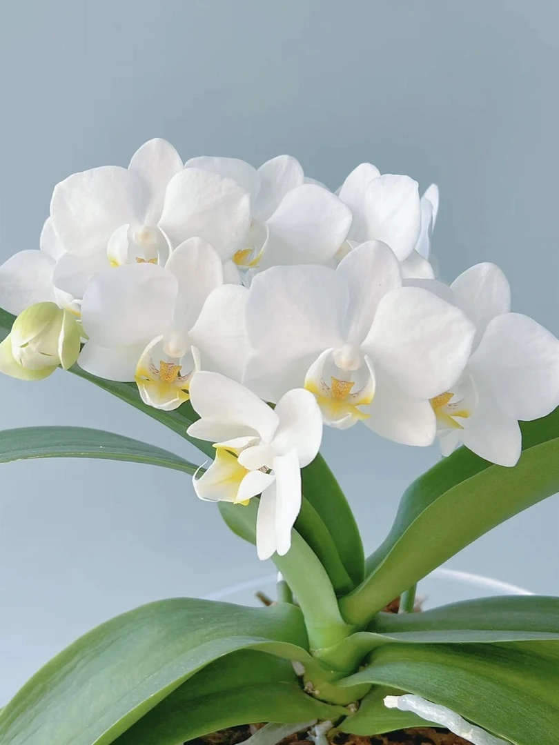 因斯布鲁克蝴蝶兰3.0寸（没花剑）白色中小花