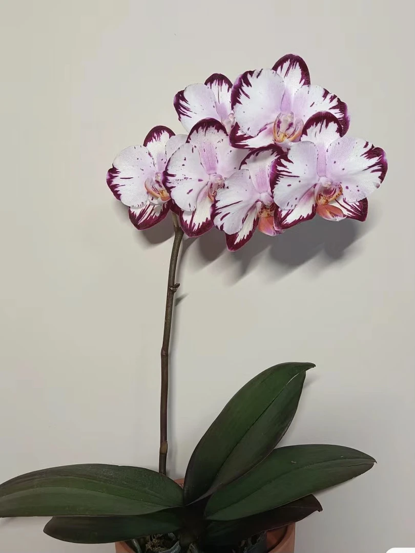 哈根达斯蝴蝶兰3.5寸杯苗（没花剑）弱根叶片带闪边