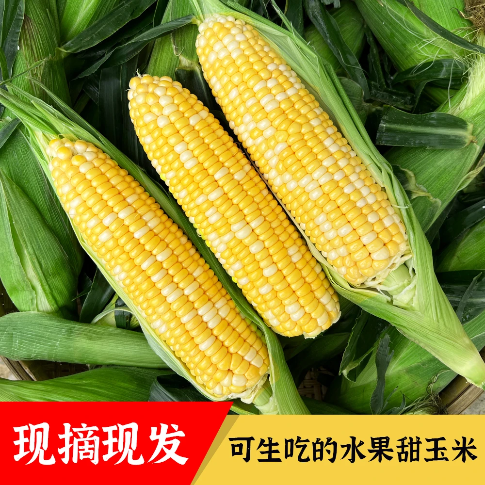 【现摘可生吃】云南金银水果甜玉米新鲜包谷苞谷3/5/9斤露天种植