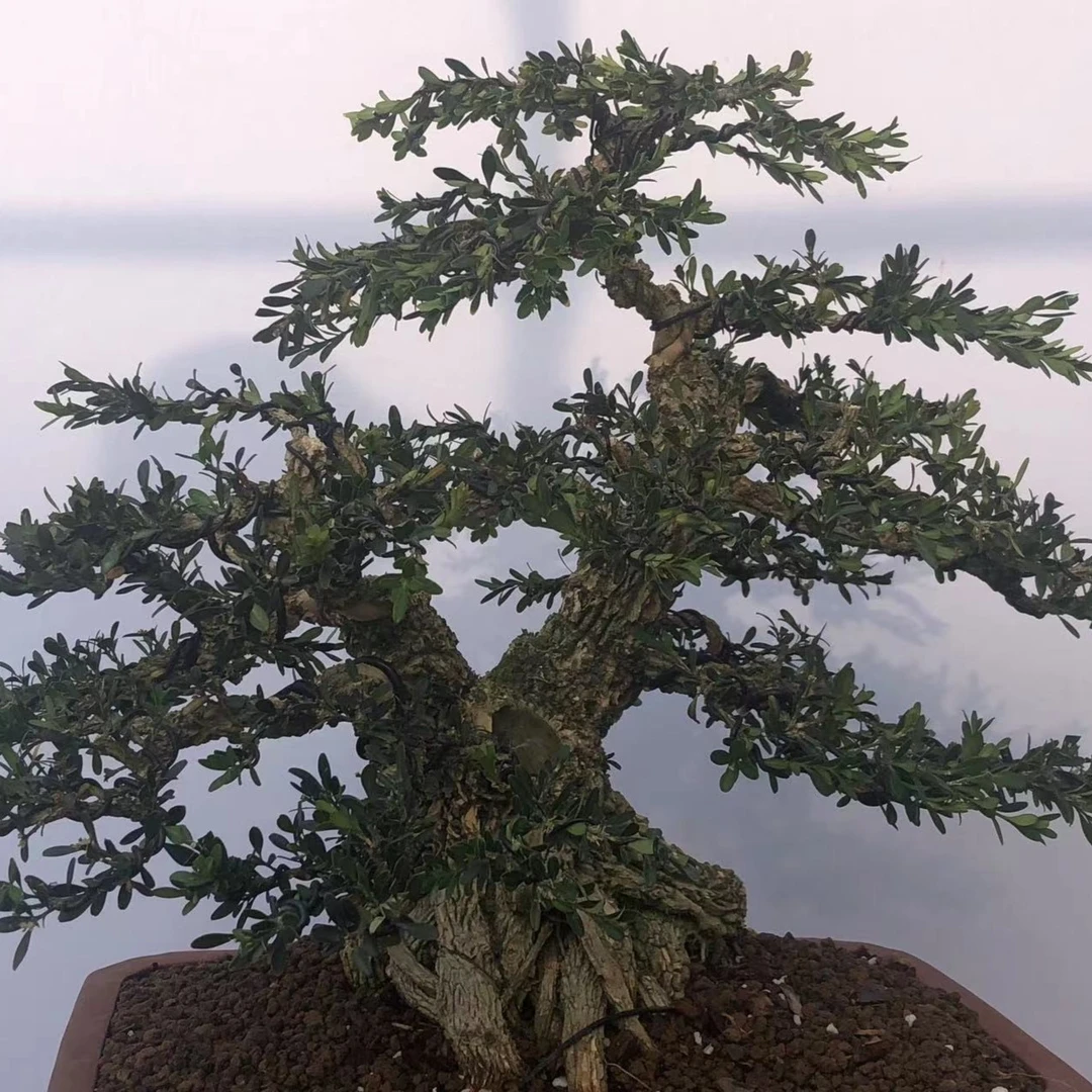 福建雀舌黄杨龙鳞黑珍珠黄杨