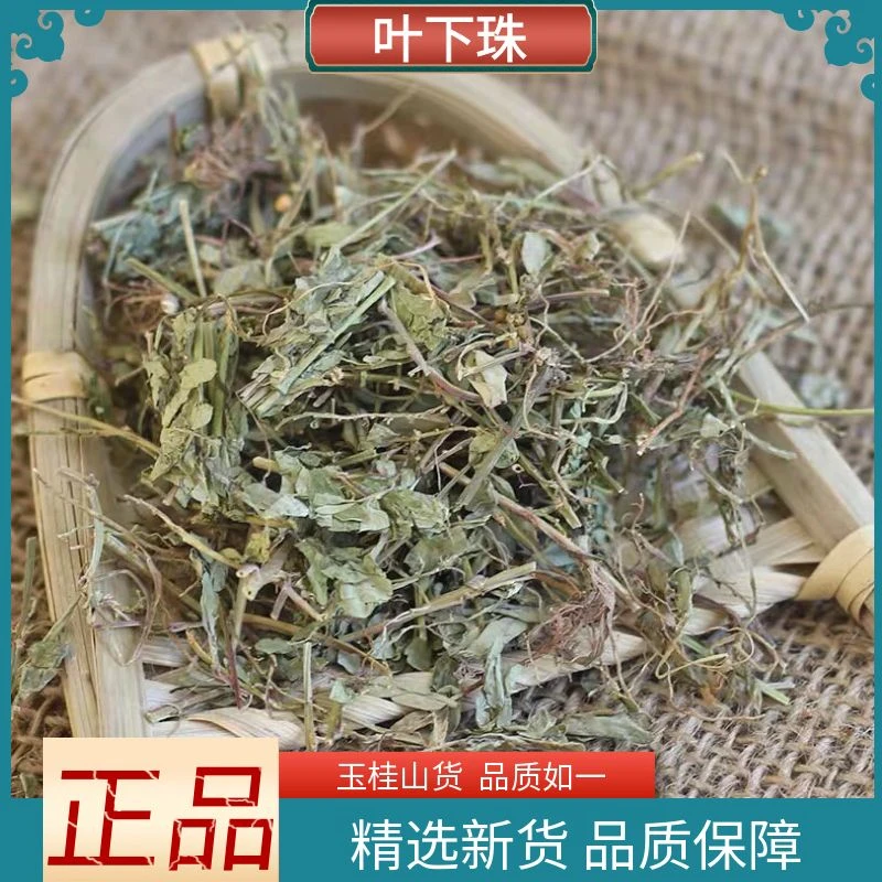 叶下珠野生新鲜晒干叶下珠草夜合草珍珠草散装250g500g另有金钱草