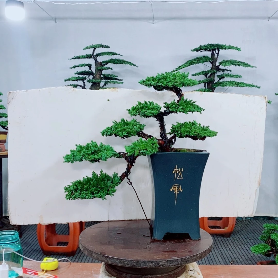 原生巴西珍珠柏盆景