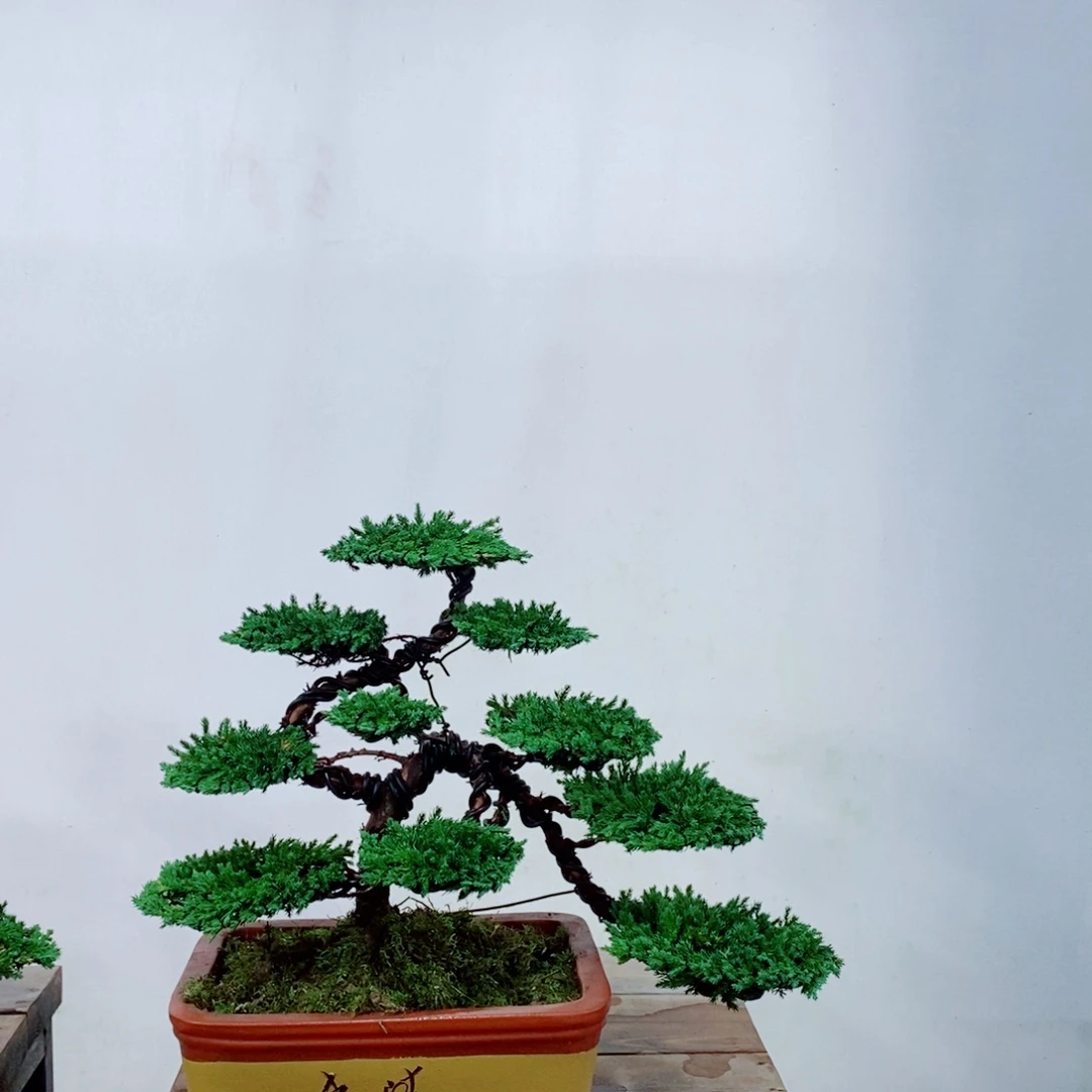 原生巴西珍珠柏盆景