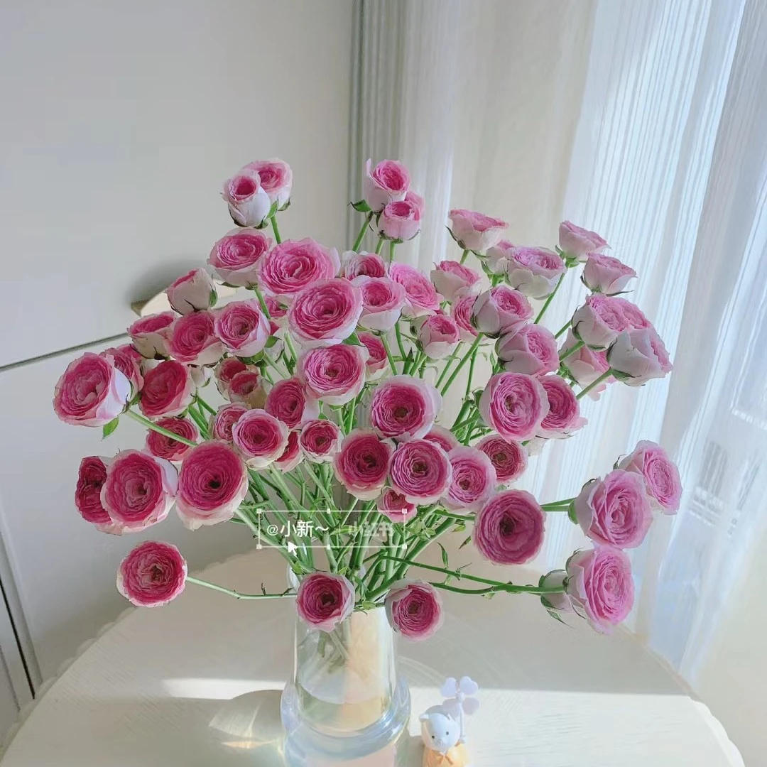 花+查科仙子——多头玫瑰--收到花花第一时间醒花哦