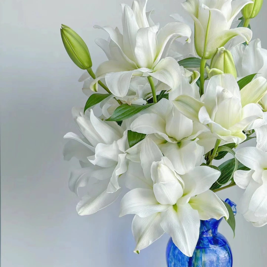 多头玉琢重瓣百合（实物以直播间为准）