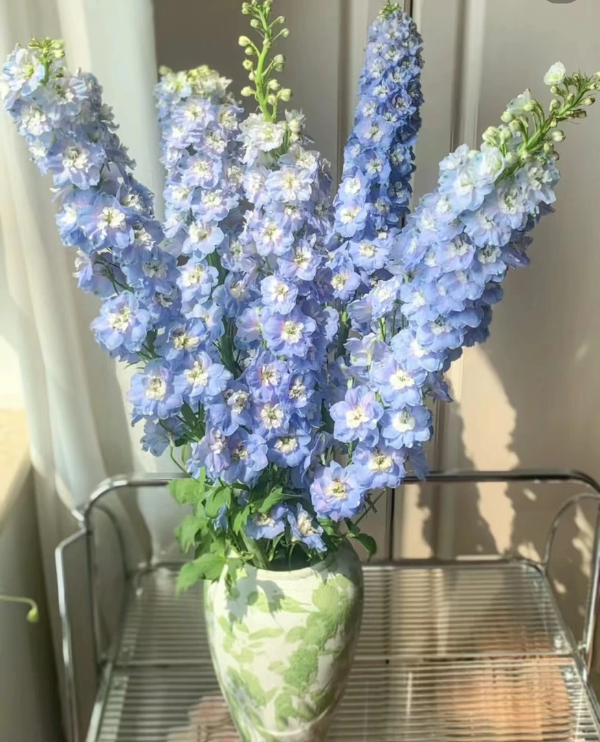 浅蓝色大飞燕1束--第一时间醒花（以直播间展示为准）