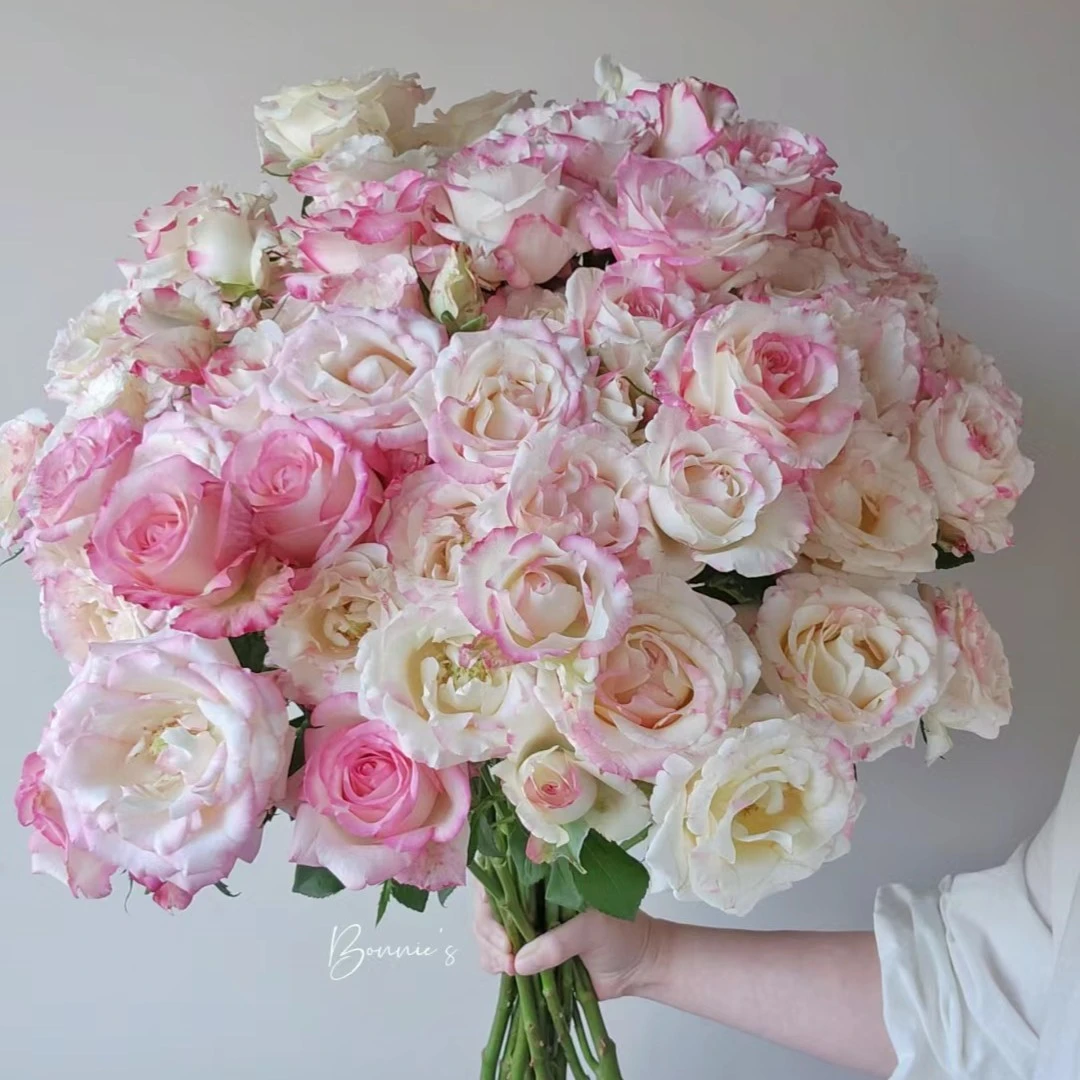 （定制精选）霓裳——多头玫瑰--开放度高，花头大（实物以直播间为准）