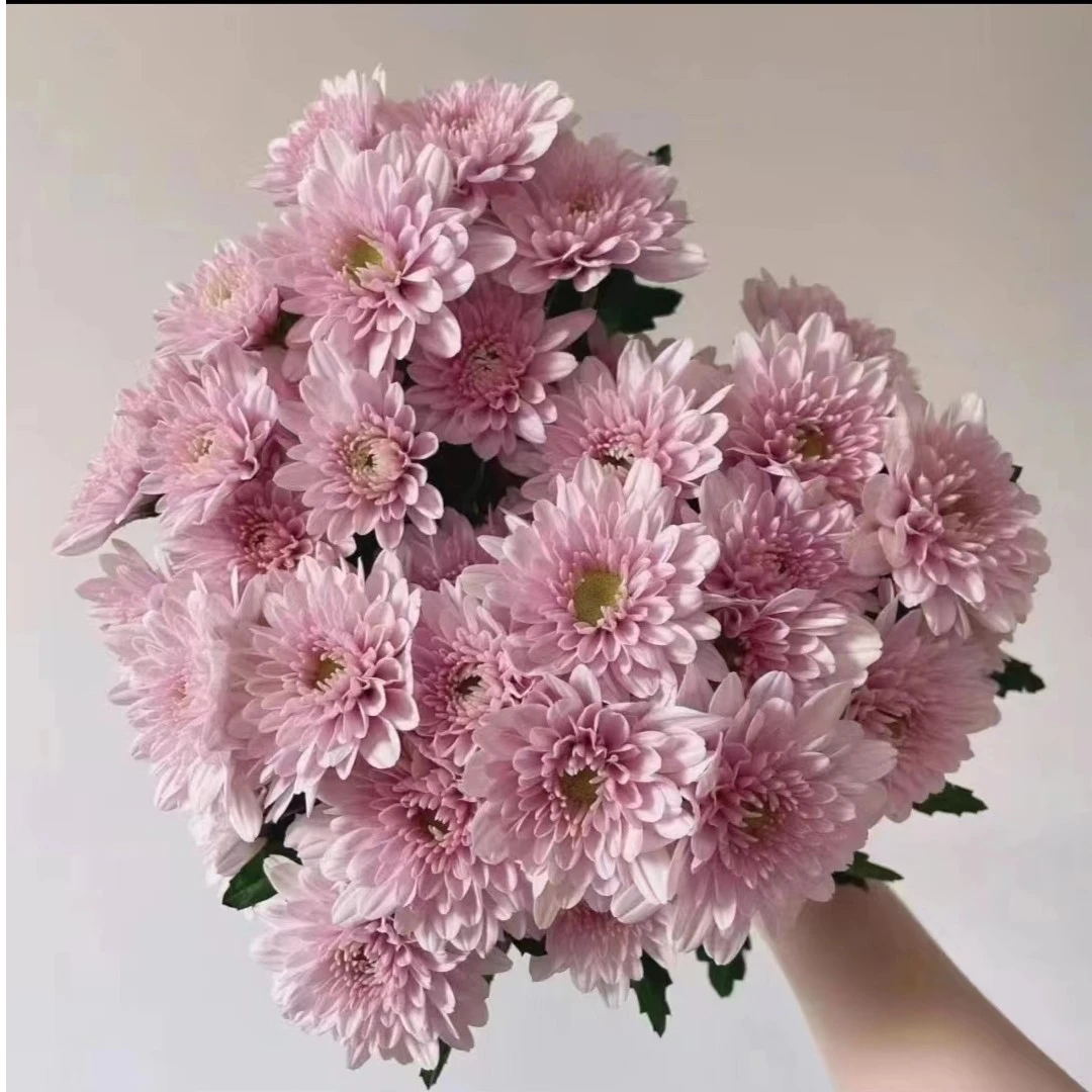 A级10支朝暮小雏菊——待机小王子