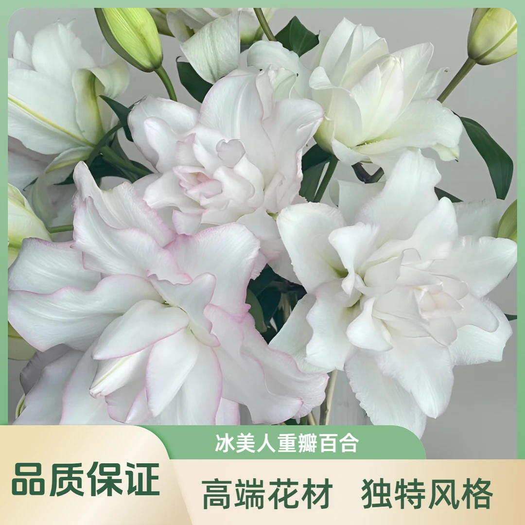 （定制精选）3头冰美人重瓣百合--（实物以直播间为准）