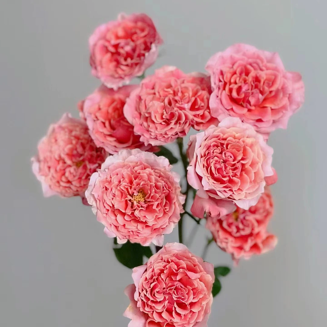 粉色拉拉队—多头玫瑰-收到花花第一时间醒花哦