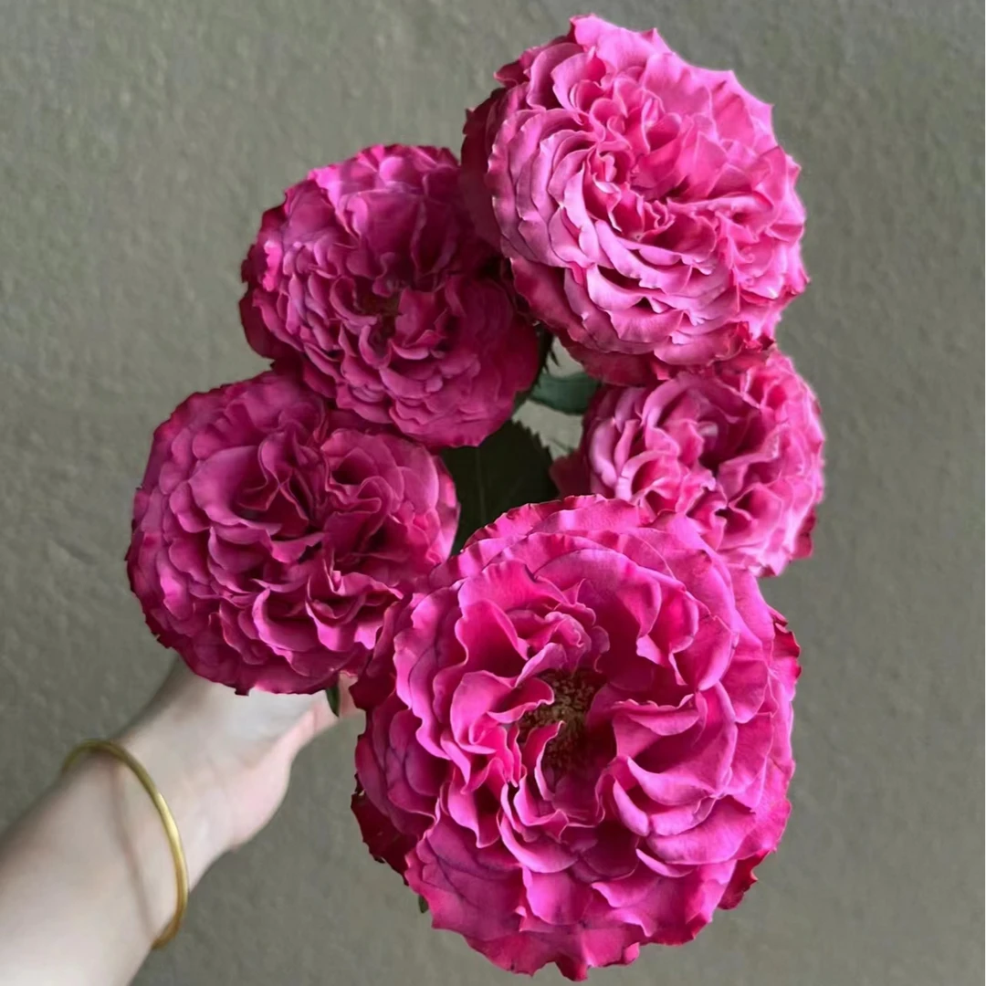花+蓝调—单头玫瑰-收到花花第一时间醒花哦