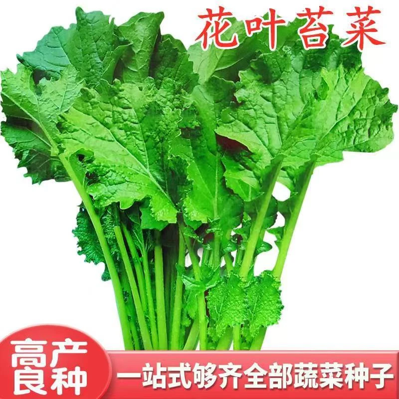 花叶苔菜种子四季青菜种籽耐寒蔬菜四季高产庭院大面积阳台庭院