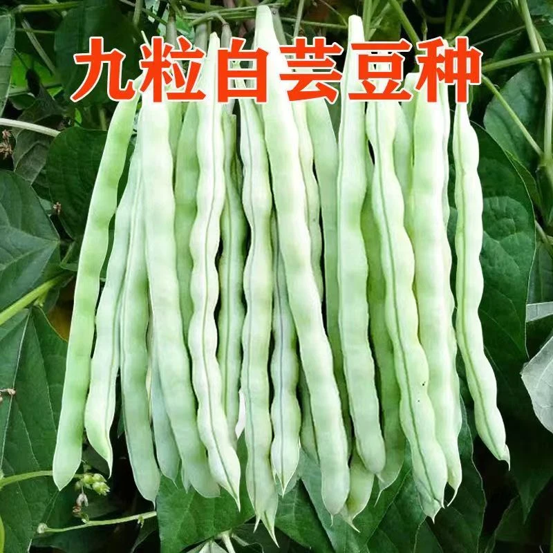 高产早熟九粒白芸豆种子豆角架豆四季豆种籽四季易种耐热蔬菜种籽
