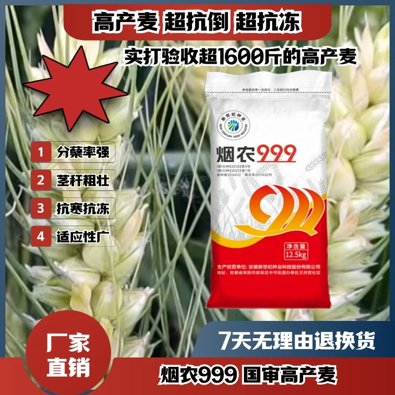 S烟农999国审小麦抗寒抗冻抗倒分蘖强高产小麦买十袋送一袋