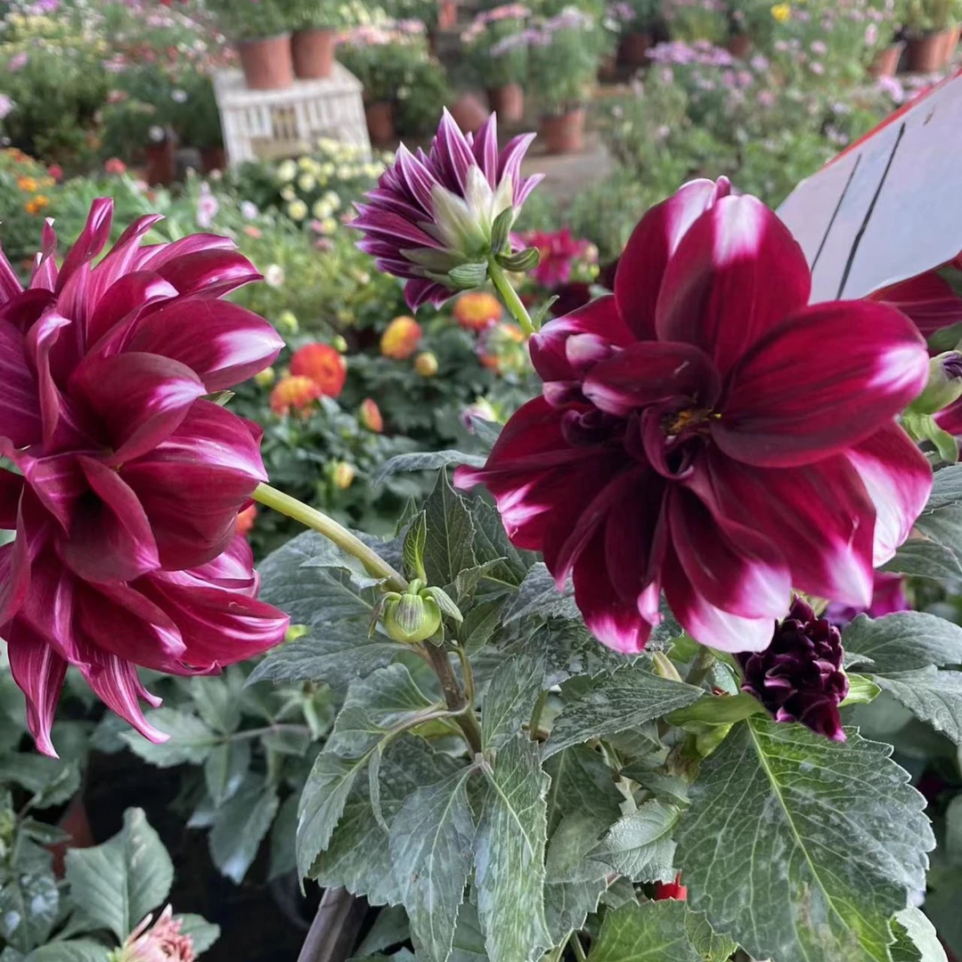 大丽花二乔开花很大四季开花阳台庭院盆栽地栽好养花卉