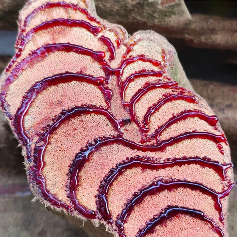 【老藤】广西长寿之乡野生鸡血藤老藤干片煮水煲汤500/1000/1500g